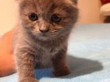 2 Aylık Sıfır Kulak Scottish Fold