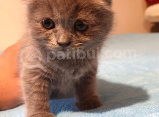 2 Aylık Sıfır Kulak Scottish Fold görsel