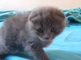 2 Aylık Sıfır Kulak Scottish Fold