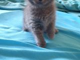2 Aylık Sıfır Kulak Scottish Fold