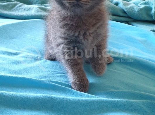 2 Aylık Sıfır Kulak Scottish Fold