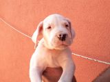 1.Sınıf Irk Garantili Dogo Yavrularımız