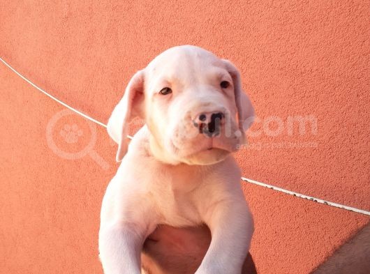 1.Sınıf Irk Garantili Dogo Yavrularımız