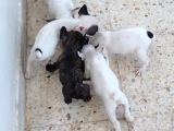 French Bulldog Yavruları