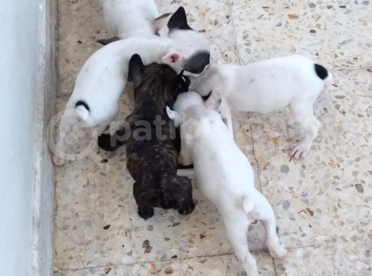 French Bulldog Yavruları