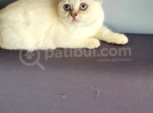 Aqua British Short Hair görsel
