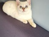 Aqua British Short Hair
