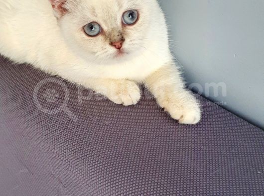 Aqua British Short Hair görsel