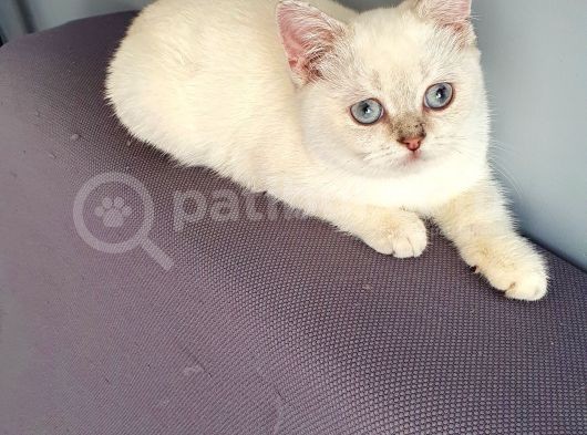 Aqua British Short Hair görsel