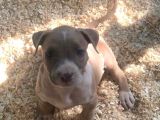 American Bully Xxl
