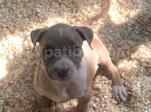American Bully Xxl görsel