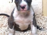 American Bully Xxl