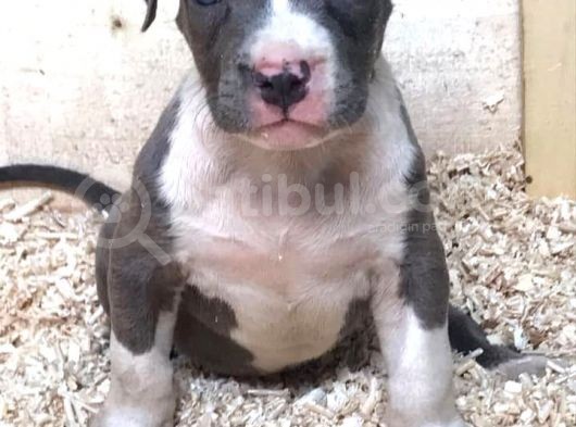 American Bully Xxl görsel