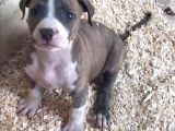 American Bully XXL