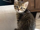 Safkan British, Golden Black Tabby