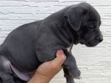Abkc Scr’li American Bully Xl Evlatlar