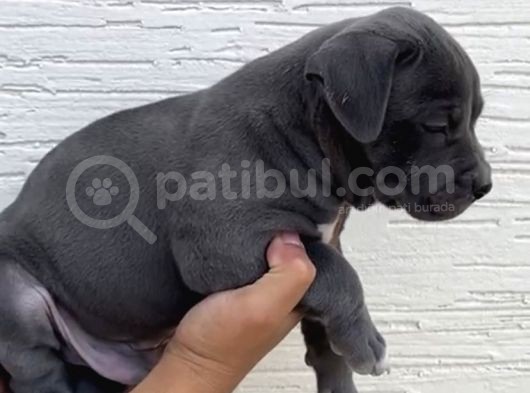 Abkc Scr’li American Bully Xl Evlatlar görsel