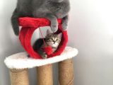 Safkan British, Golden Black Tabby
