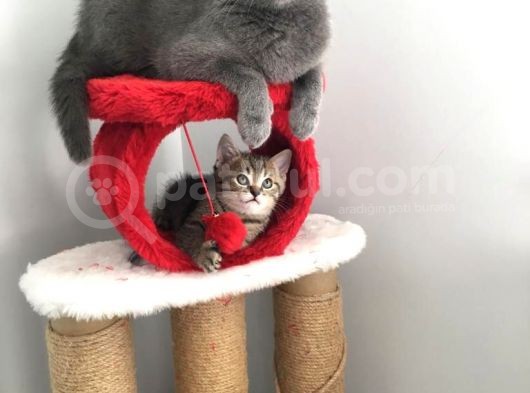 Safkan British, Golden Black Tabby görsel