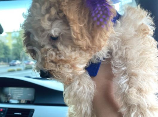 Poodle 3 Aylık görsel