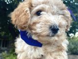 Poodle 3 Aylık