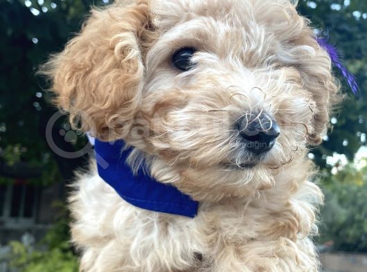 Poodle 3 Aylık