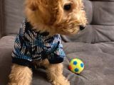 Poodle 3 Aylık