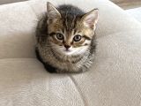 Safkan British, Golden Black Tabby