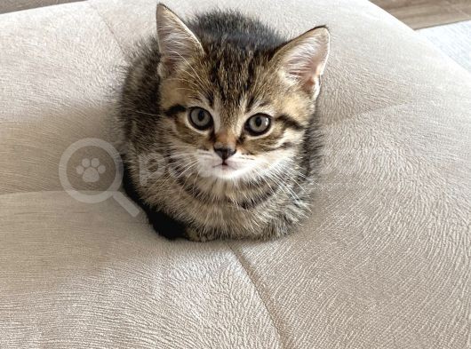 Safkan British, Golden Black Tabby görsel