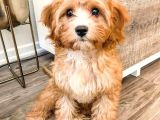 Malti̇poo Tüy Dökmez Koku Yapmaz Orjinal Gerçek Saf