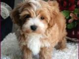 Malti̇poo Tüy Dökmez Koku Yapmaz Orjinal Gerçek Saf
