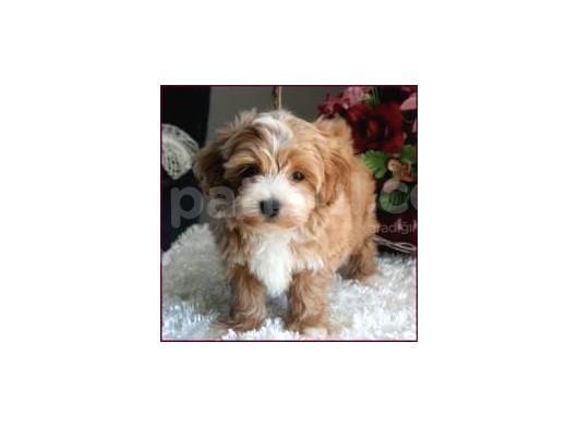 Malti̇poo Tüy Dökmez Koku Yapmaz Orjinal Gerçek Saf görsel