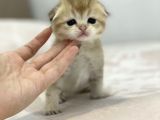 Wcf Cattery’den Full Şecereli Scottish Fold