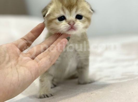 Wcf Cattery’den Full Şecereli Scottish Fold görsel
