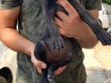 2 Dişi Bully Mix