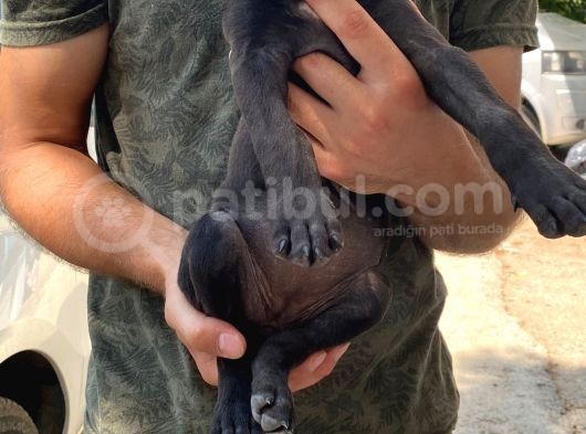 2 Dişi Bully Mix