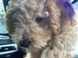 Poodle 3 Aylık