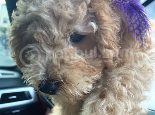 Poodle 3 Aylık görsel