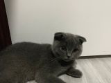 Safkan Scottish Fold