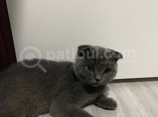 Safkan Scottish Fold görsel
