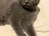 Safkan Scottish Fold