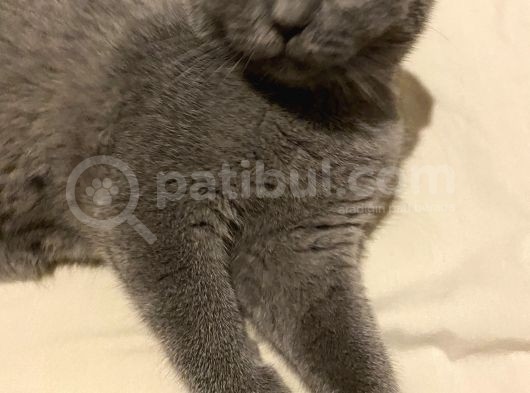 Safkan Scottish Fold görsel