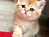 Full Şecereli Wcf Cattery’den Ny12 Scottish Straight