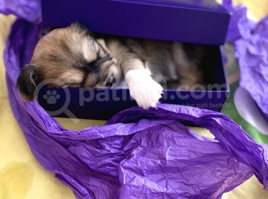 35 Günlük Yavrular Hepsi Pekinez Değil görsel