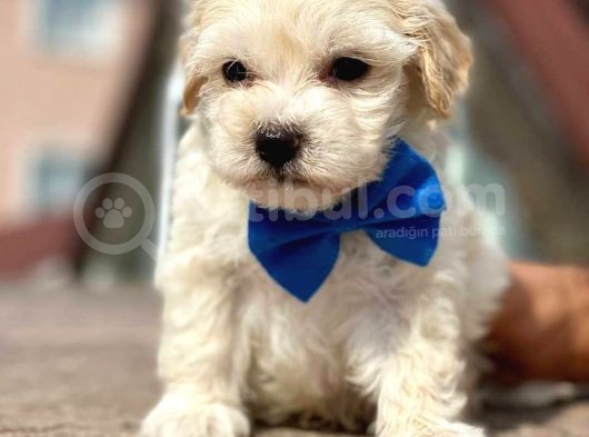 Anne Altından Malti̇poo Yavruları