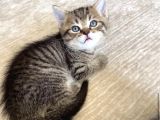 Safkan British, Golden Black Tabby