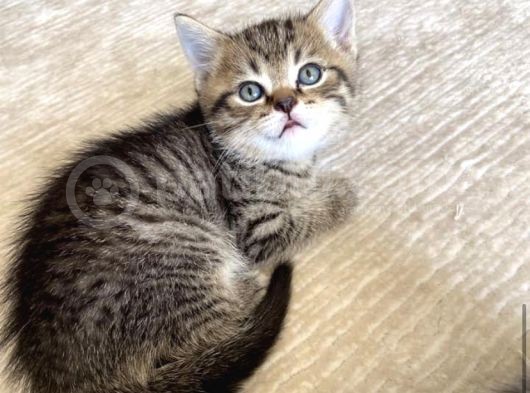 Safkan British, Golden Black Tabby görsel