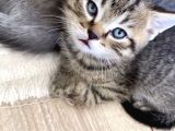 Safkan British, Golden Black Tabby