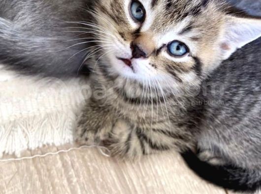 Safkan British, Golden Black Tabby