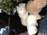 Kar Taneleri Yeni Yuvalarını Bekliyor